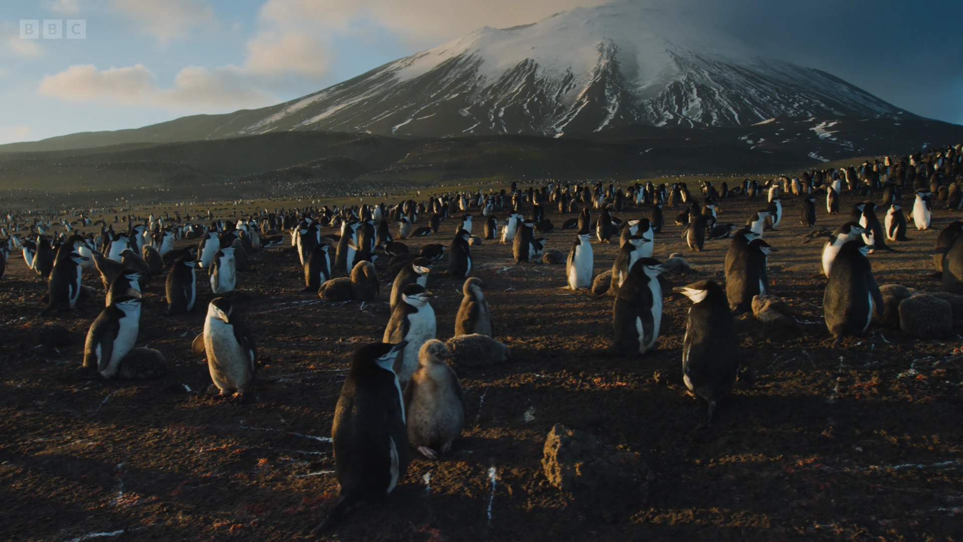 Chinstrap penguin (Pygoscelis antarcticus) as shown in Planet Earth II - Islands